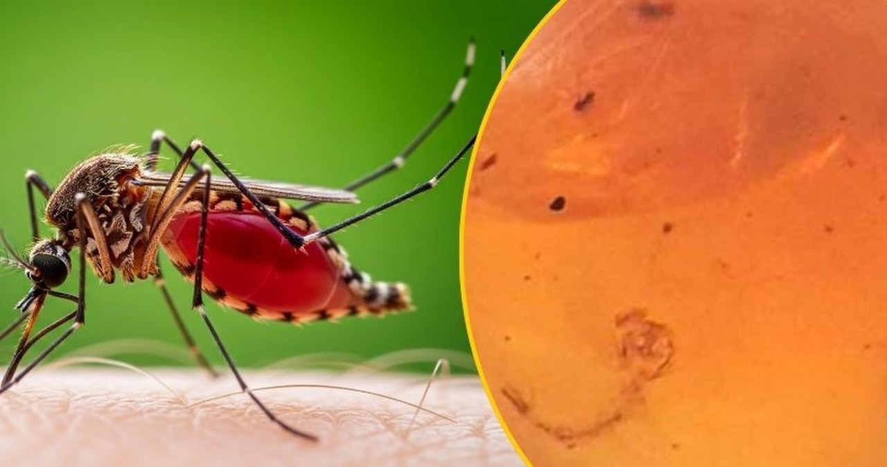 Bursztynowa kapsuła czasu: Larwa komara z czasów dinozaurów