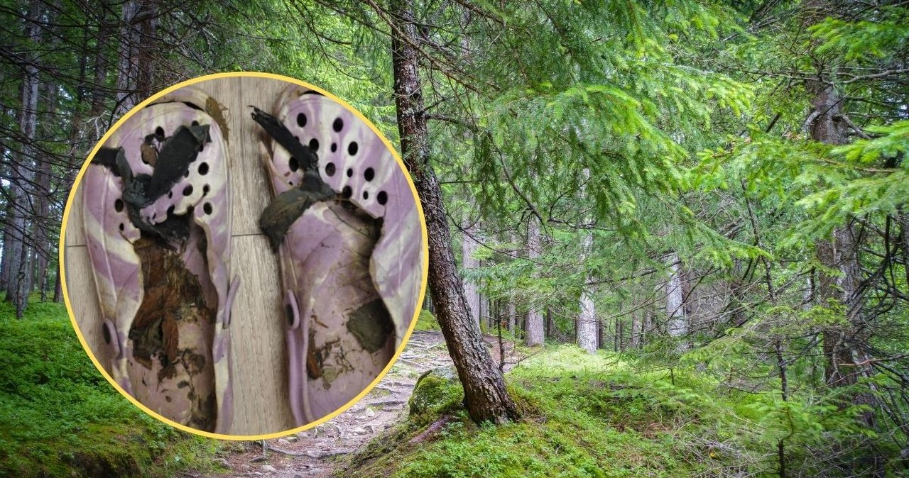 Szkielet kobiety "siedział" przy szlaku. Makabryczne odkrycie w lesie