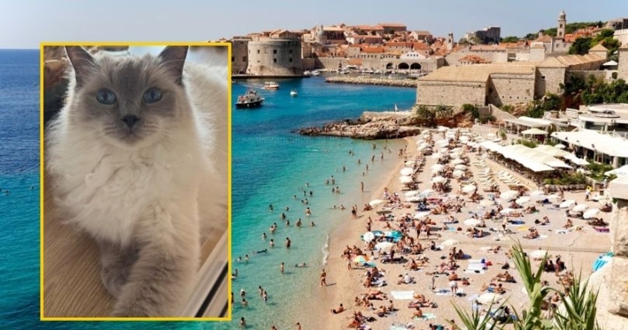 ​15 godzin w zderzaku, 1000 km od domu. Niesamowita historia kotki z Olkusza