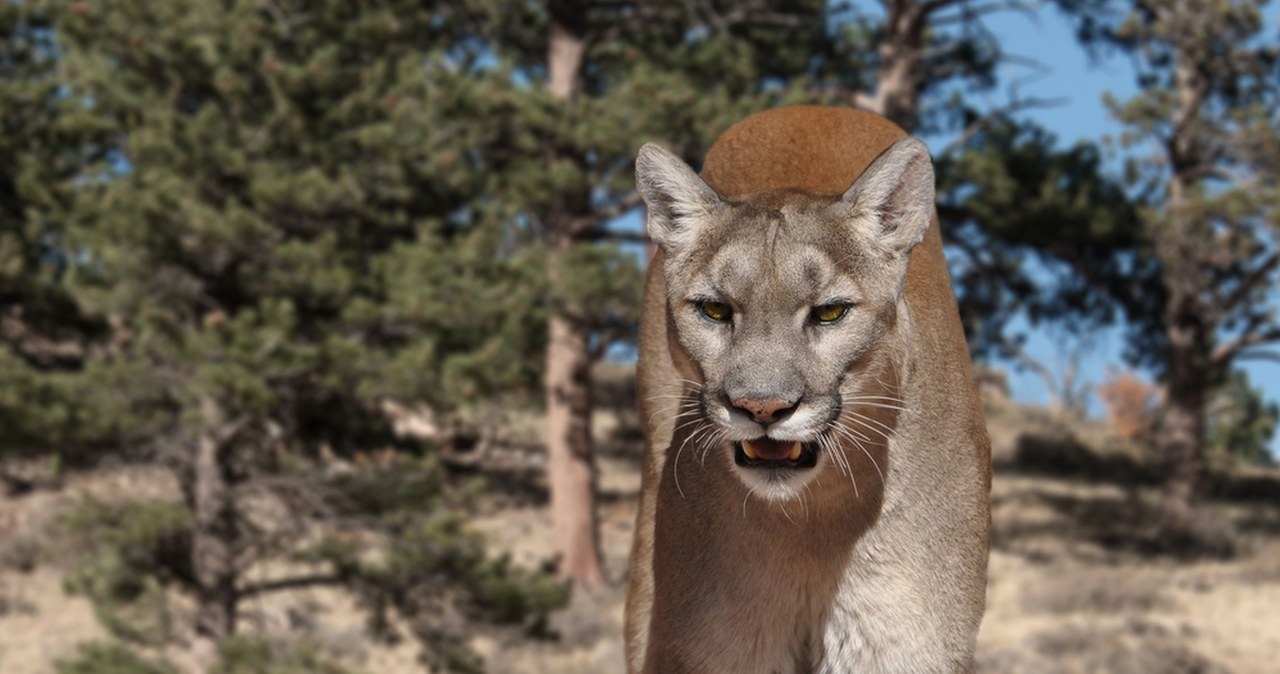 Ciało kobiety na górskim szlaku. Prawdopodobnie doszło do ataku pumy