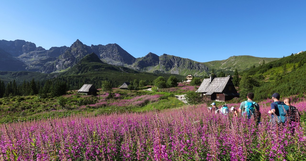 Różowy spektakl. Hala Gąsienicowa tonie w kwiatach ZDJĘCIA