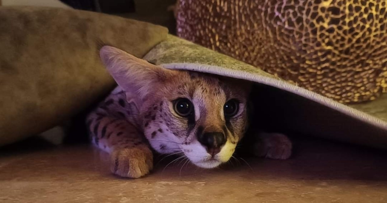 Szukali go niemal dwa tygodnie, sam wrócił. Sasza już w domu