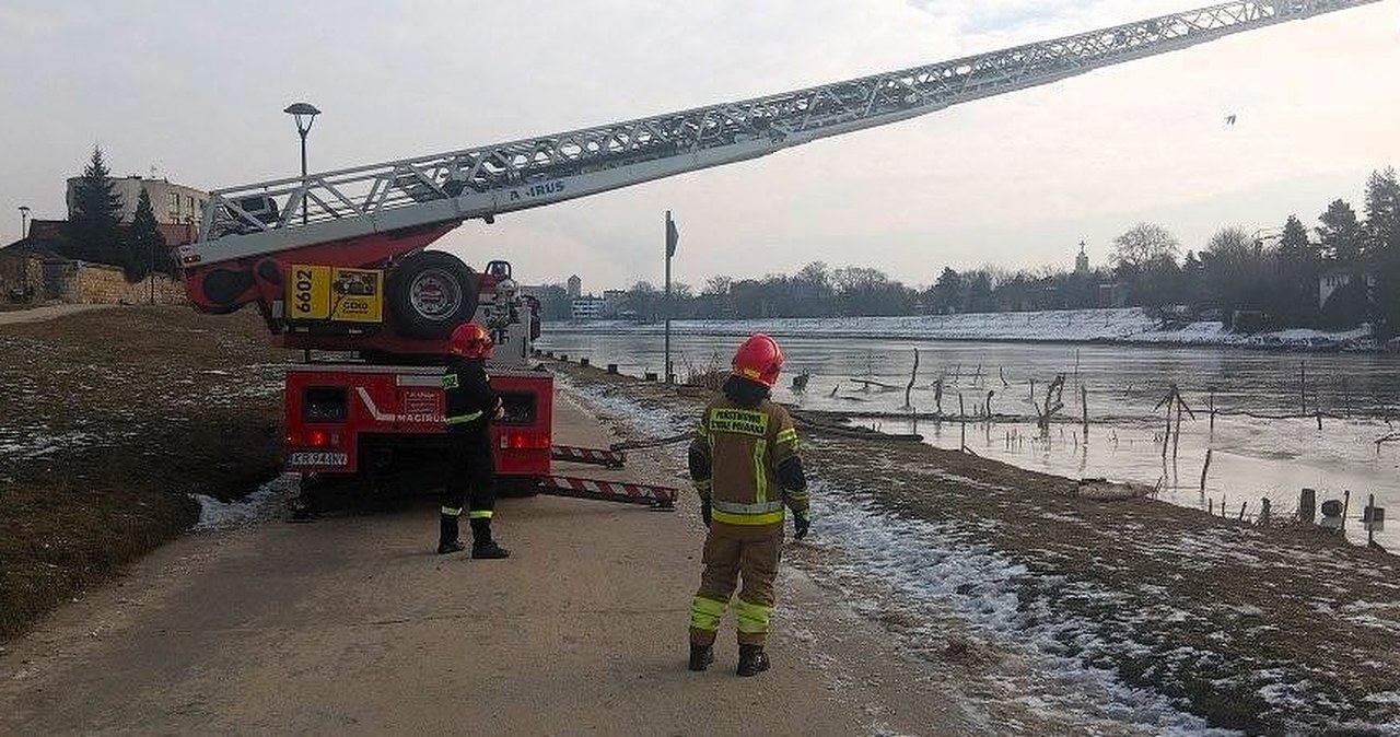 Uratowali łabędzia, który przymarzł do lodu na Wiśle. Nietypowa akcja w Krakowie