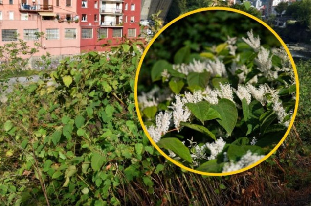 Najgroźniejszy chwast: Wystarczy centymetr, by zrujnować dom i ogród