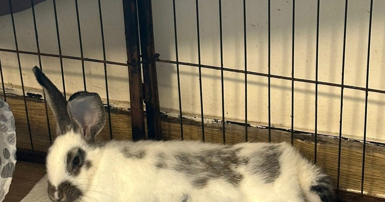 Dzień Królika w Uszatej Przystani