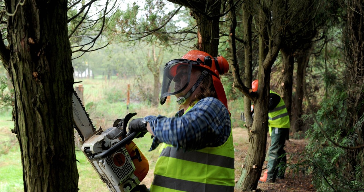 Wycinki drzew w mieście bez tajemnic. W Krakowie rusza nowy system