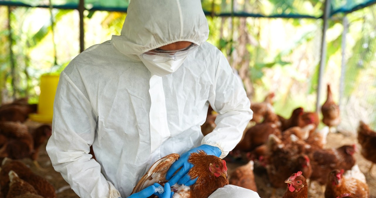 1,5 mln kur do utylizacji. Ptasia grypa wykryta w Wielkopolsce