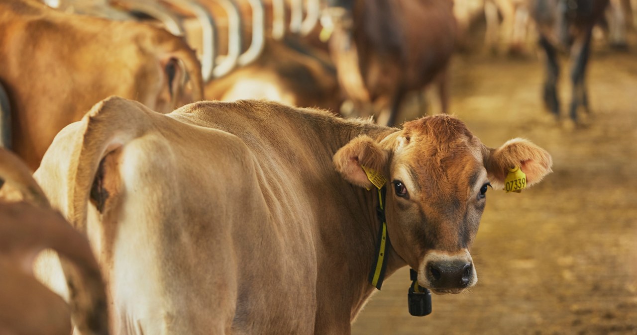 Mówią, że krowy chorują i padają. Szkodliwy środek czy dezinformacja?