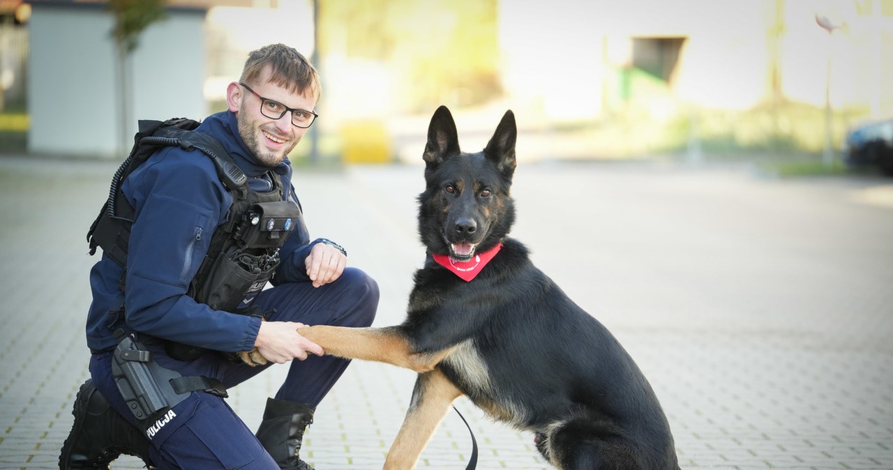 Heros na czterech łapach. Policyjny pies Niko oddał krew