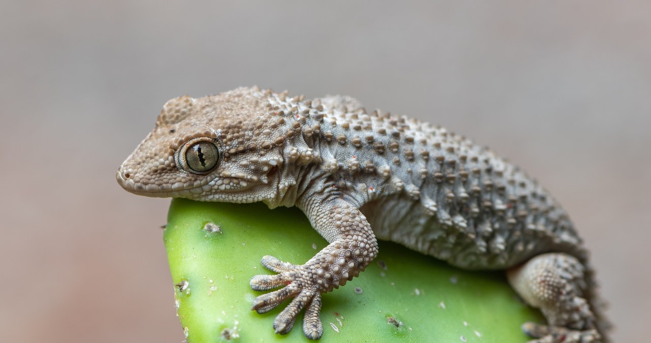 ​Gekon w rukoli. Niecodzienne znalezisko w sałatce