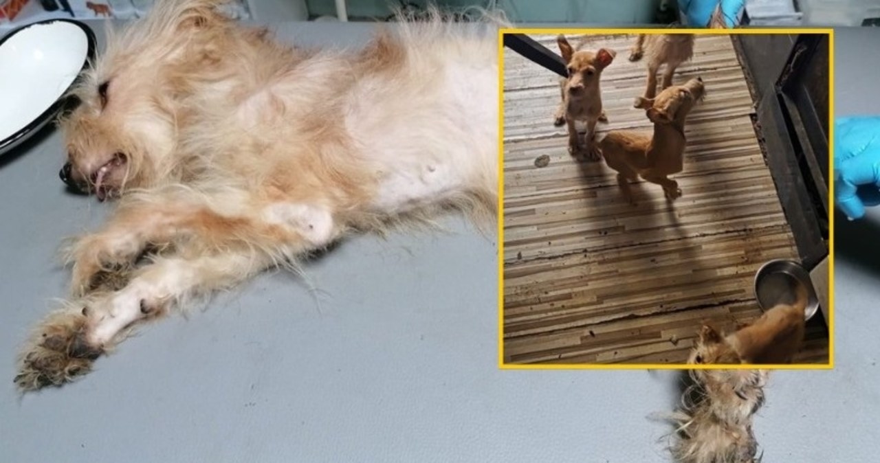 8 psów w opłakanym stanie. Szokujące odkrycie w Jaworznie