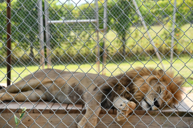 Trzy lwy padły w tokijskim zoo. Przyczyną upały