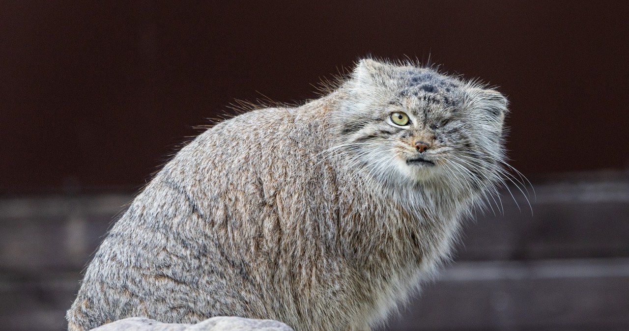Zaginęła Bożenka. Poznańskie zoo prosi o pomoc