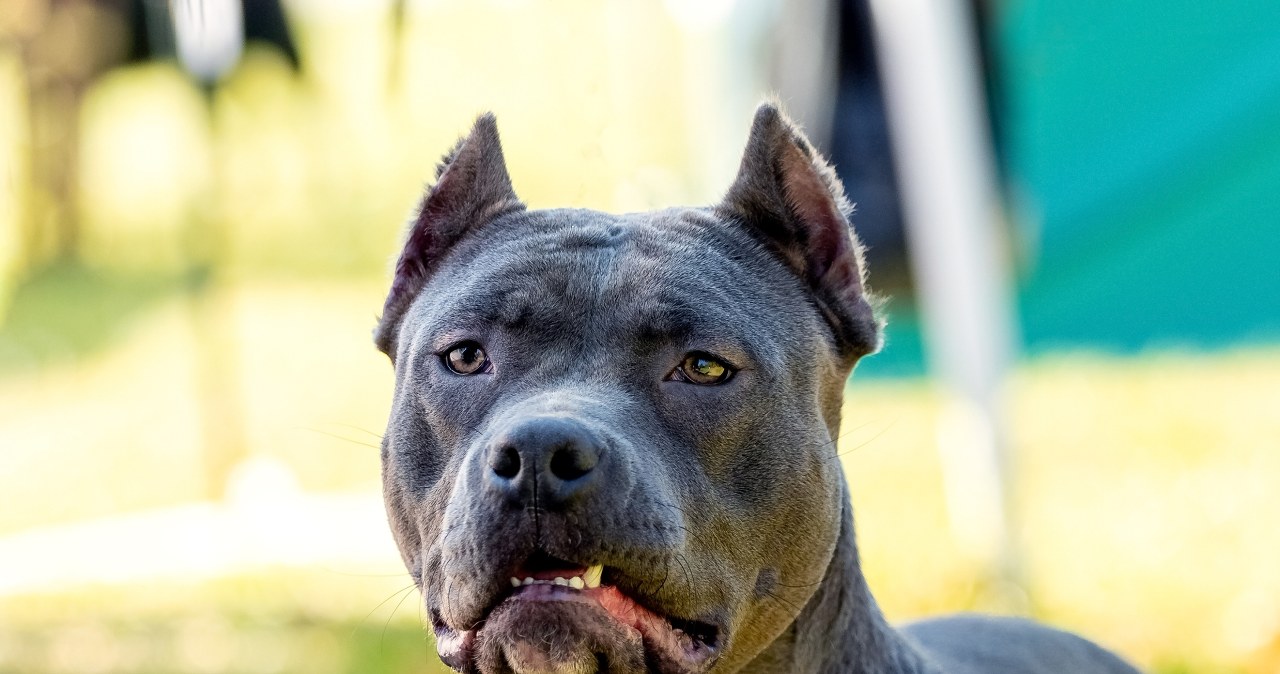 Agresywny pies rzucił się na policjanta. Właściciel zatrzymany