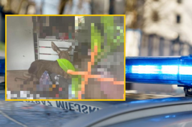 Łoś wtargnął do domu i zniszczył meble. Szybka akcja służb koło Piaseczna