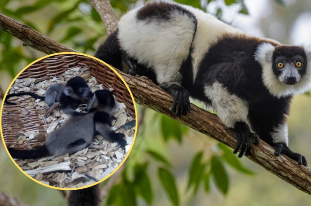 Wyjątkowe narodziny w gdańskim zoo. To gatunek krytycznie zagrożony wyginięciem