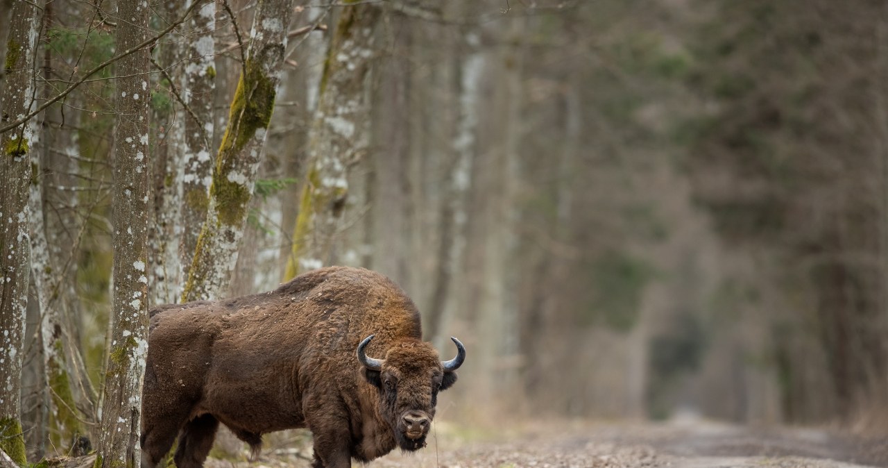 Pociąg uderzył w żubry. Wypadek kolejowy na Podlasiu