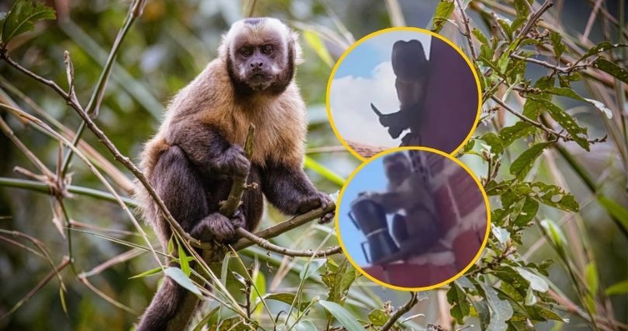 Wypuściła ptaki i uciekła z kawiarką. Małpka-złodziejka "aresztowana"