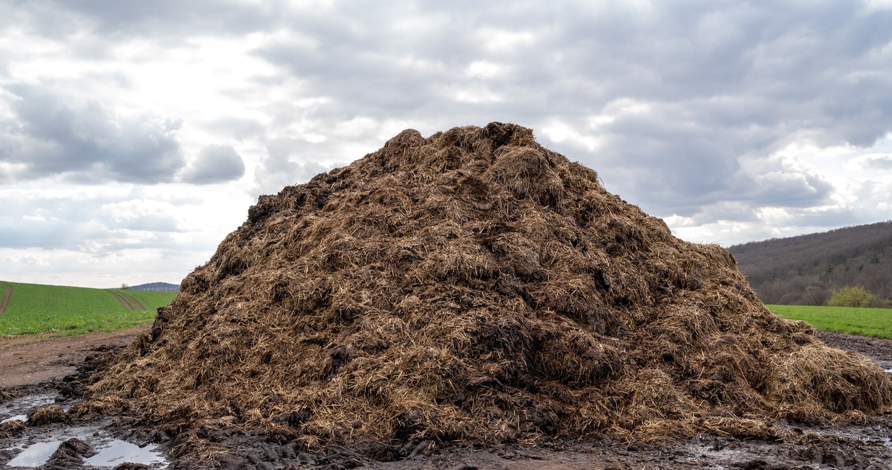Czy obornik to odpad? Zdecydować muszą posłowie