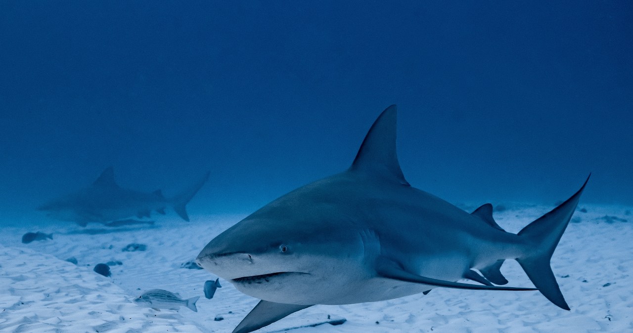 ​Rekin atakuje trzy razy. Dramatyczne sceny w Sydney