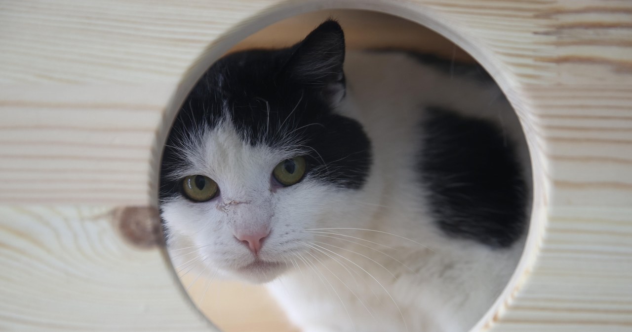 Wirtualna adopcja psa lub kota. Schronisko w Krakowie zaprasza i prosi o wsparcie