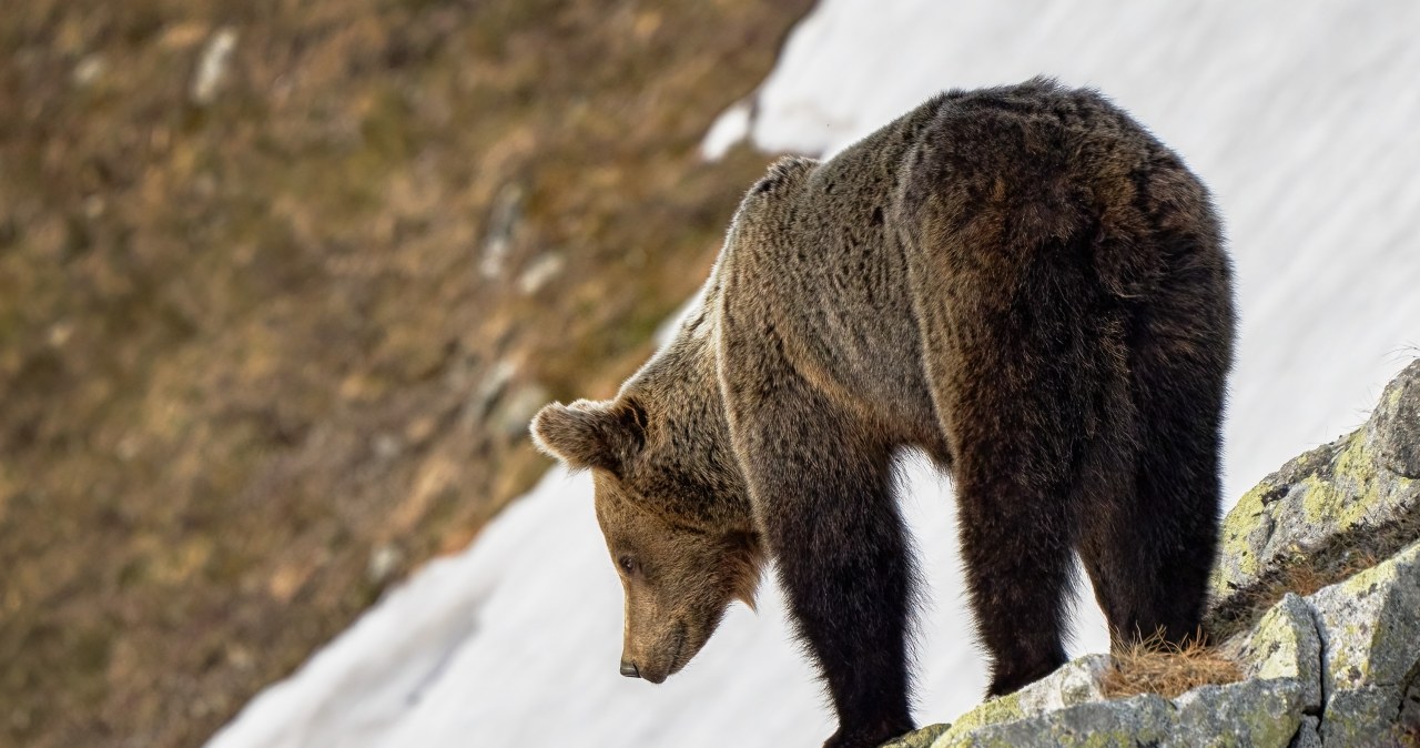 Ucieczka to zły pomysł. Niedźwiedzie budzą się w Tatrach