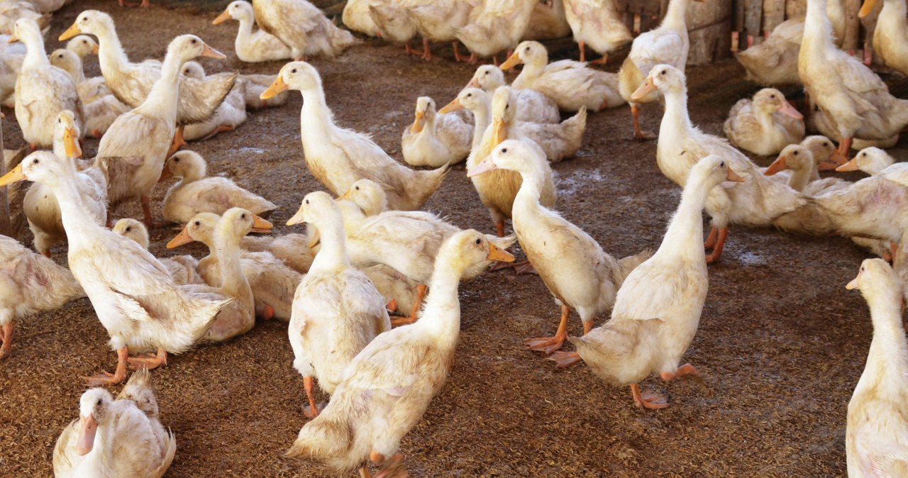 Ptasia grypa u naszych sąsiadów. Dziesiątki tysięcy ptaków do uboju