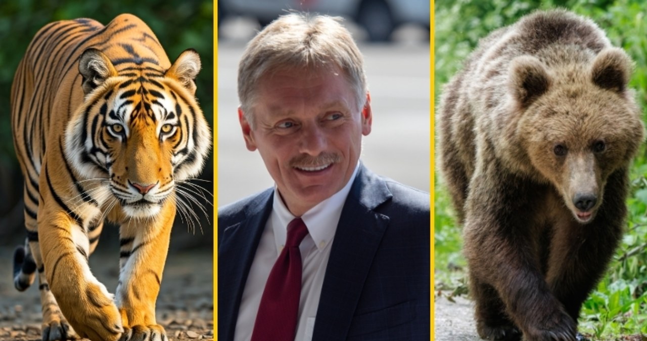 "Nie ma papierowych niedźwiedzi". Kreml zaprasza Trumpa na wykład z zoologii