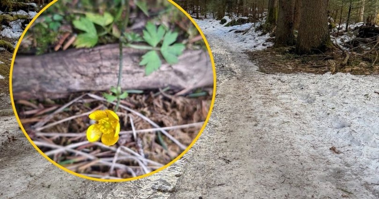 W Tatrach zakwitły pierwsze kwiaty. Zobacz niezwykłe zdjęcia
