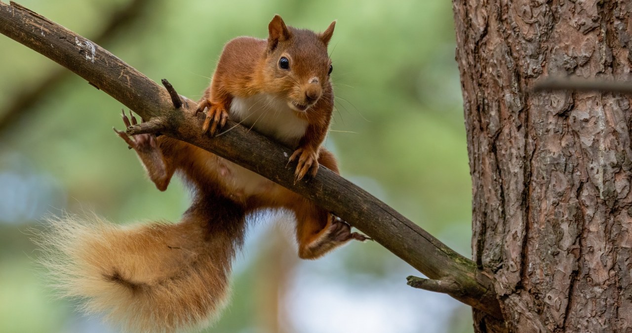 Agresywna wiewiórka sieje postrach. Dwie osoby trafiły na SOR
