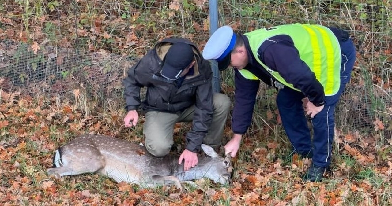 Daniel wpadł na ekspresówkę. Konieczna była interwencja służb