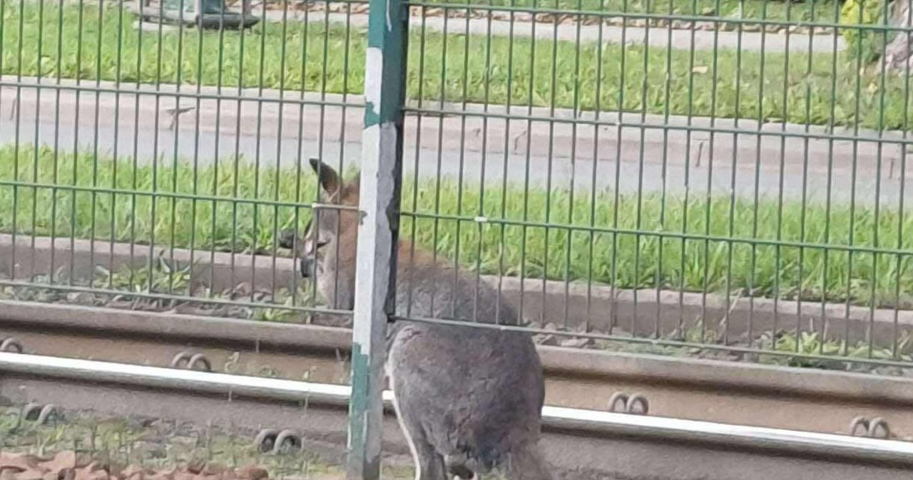 ​Kangur na ulicach Krakowa. Policja złapała zwierzę
