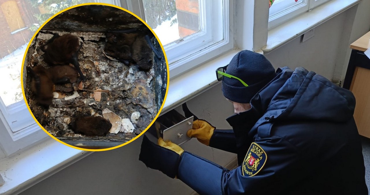 Ściana wydawała dziwne odgłosy. Niecodzienne znalezisko w szkole