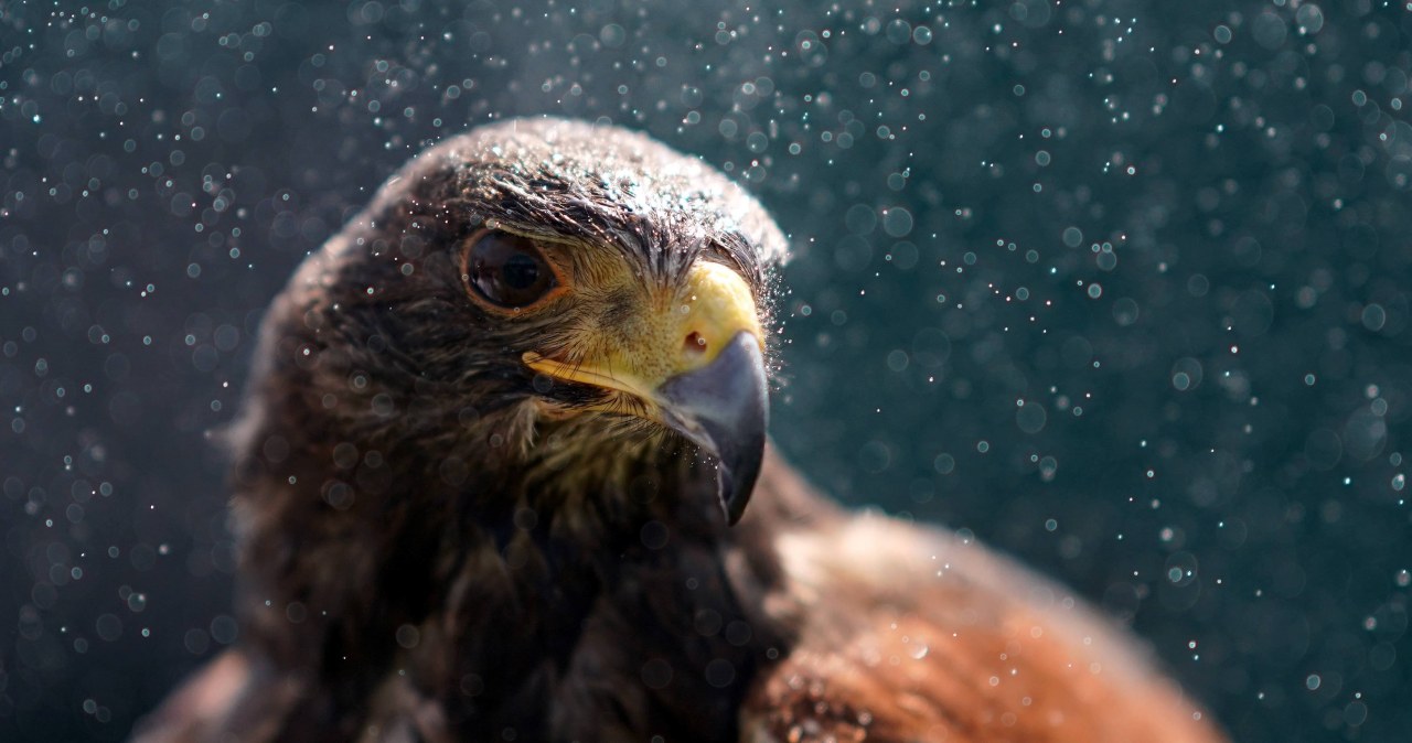 ​Sieje postrach wśród mew. Zrobi porządek na warszawskim osiedlu