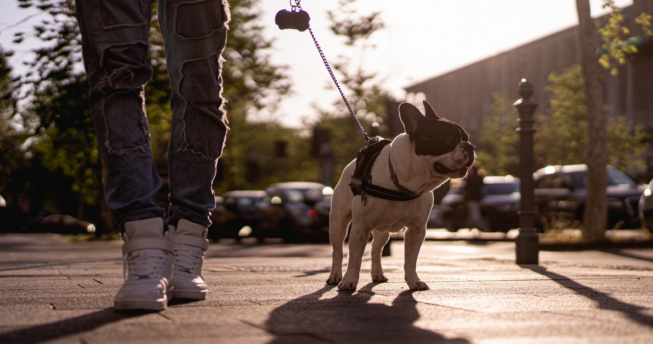 Pies pogryzł 4-latka. Znaleziono właściciela zwierzęcia