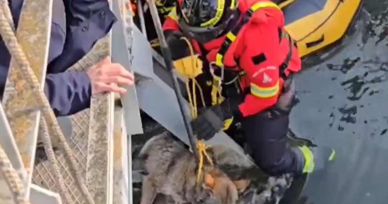 ​Wilczyca utknęła w kanale. Spektakularna akcja strażaków