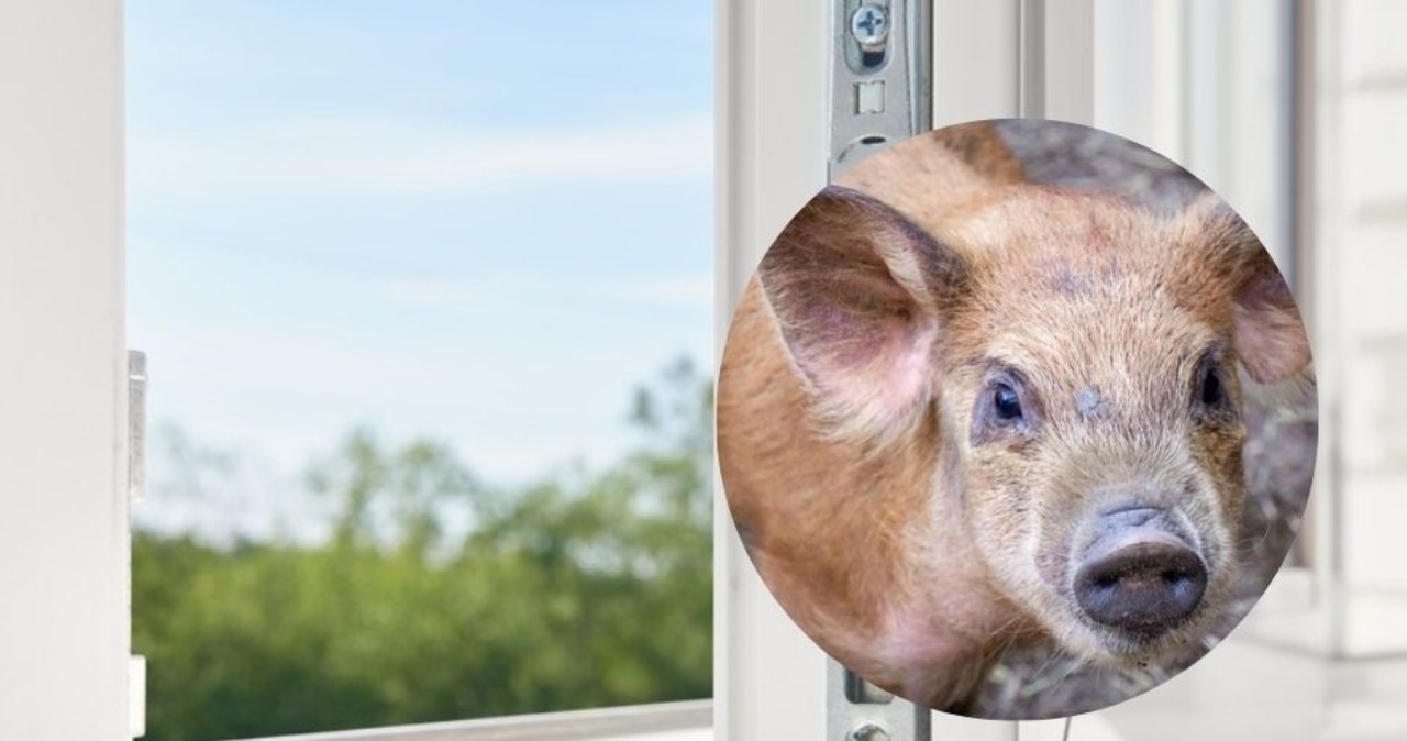 Świnka wypadła z okna w Nowej Hucie w Krakowie. Zwierzę nie przeżyło