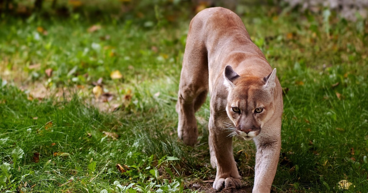 Puma grasuje w Niemczech? Służby w stanie najwyższej gotowości