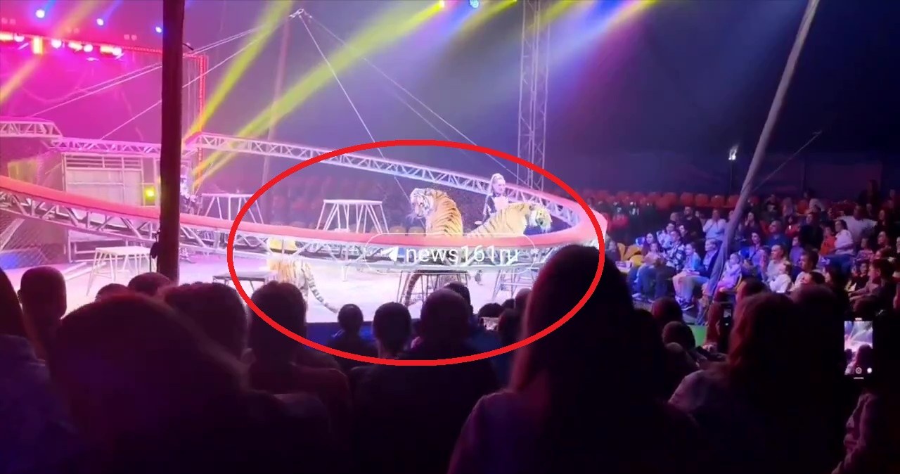 Tygrys uciekł na widownię. Są nagrania z cyrku w Rosji