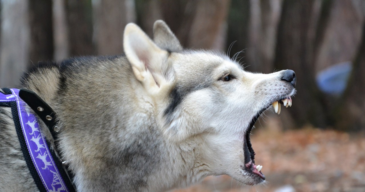 Psy zagryzły 46-latka na grzybobraniu. Jest decyzja ws. właściciela
