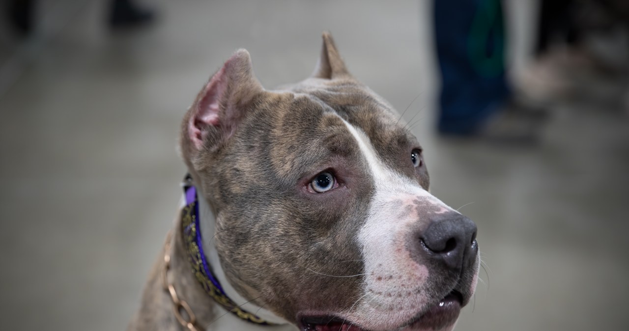 Tragedia na greckiej wyspie. Zmarł 2-latek pogryziony przez psa