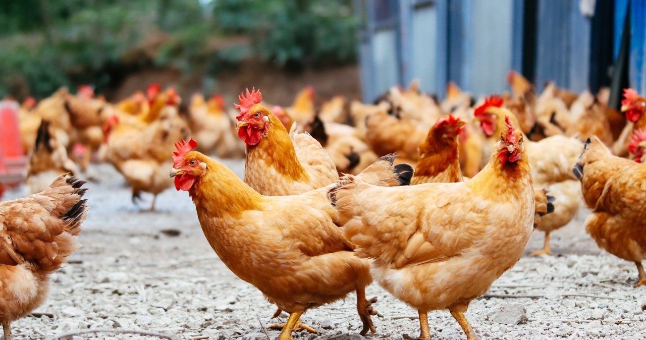 Wybito ponad 100 tys. sztuk drobiu. Na północy szaleje grypa ptaków