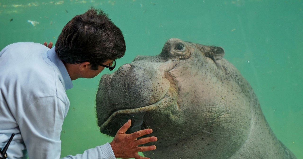 Stołeczne zoo zaprasza na urodziny najstarszego hipopotama nad Wisłą