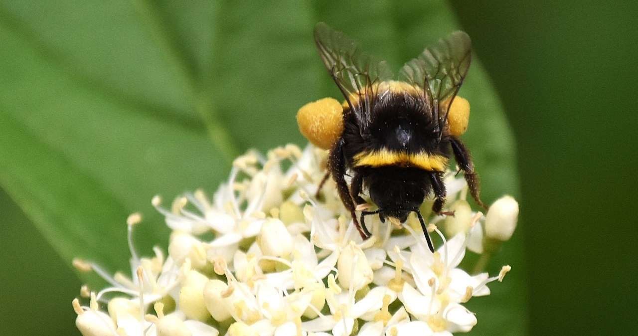 "Lucyfer" w świecie pszczół. Naukowcy odkryli nowy gatunek z diabelskimi rogami