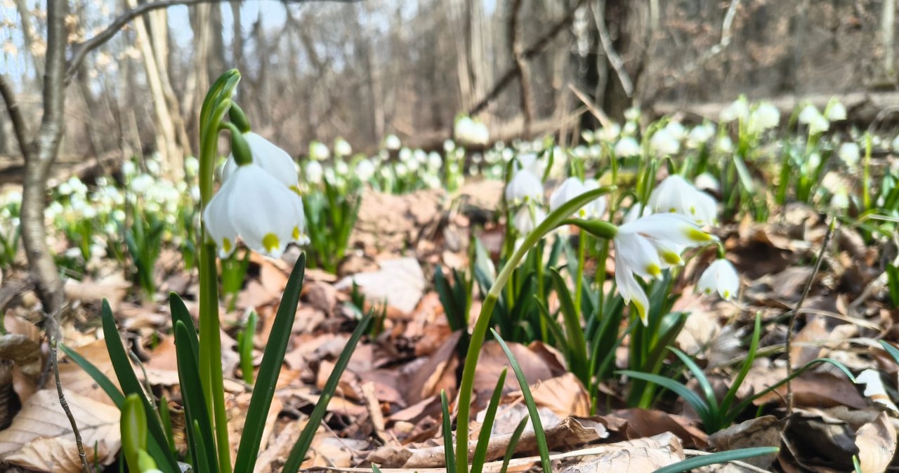 Śnieżycowy Jar do zobaczenia już w ten weekend. Wyjątkowe miejsce na mapie Wielkopolski