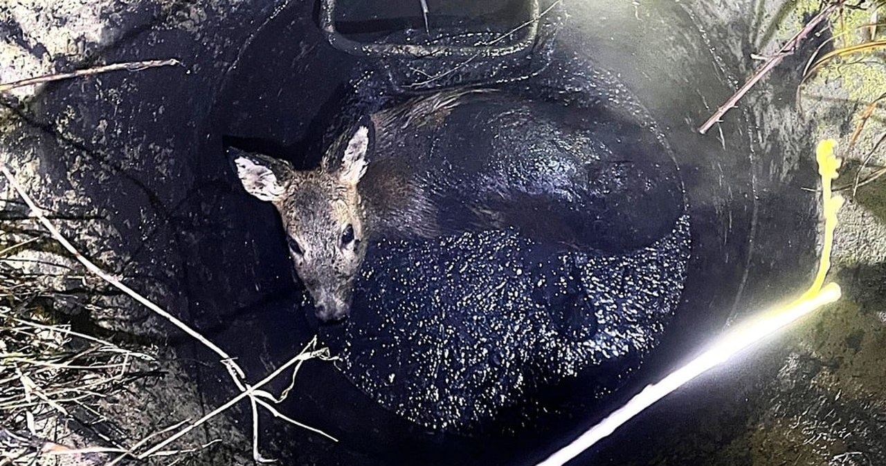 Zwierzę w tarapatach. Wpadło w głęboką pułapkę