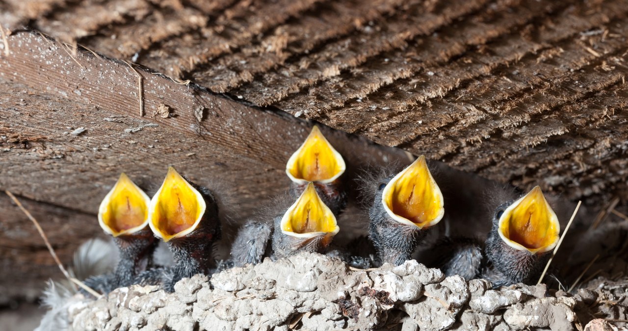 Cztery osoby usłyszały zarzuty ws. zniszczenia prawie 40 gniazd jaskółek