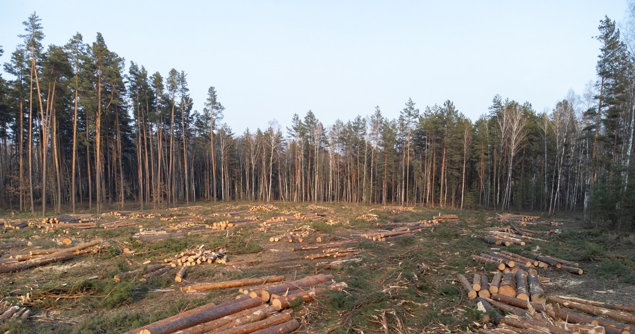 Europa traci tereny zielone. Polska w czołówce niechlubnego rankingu