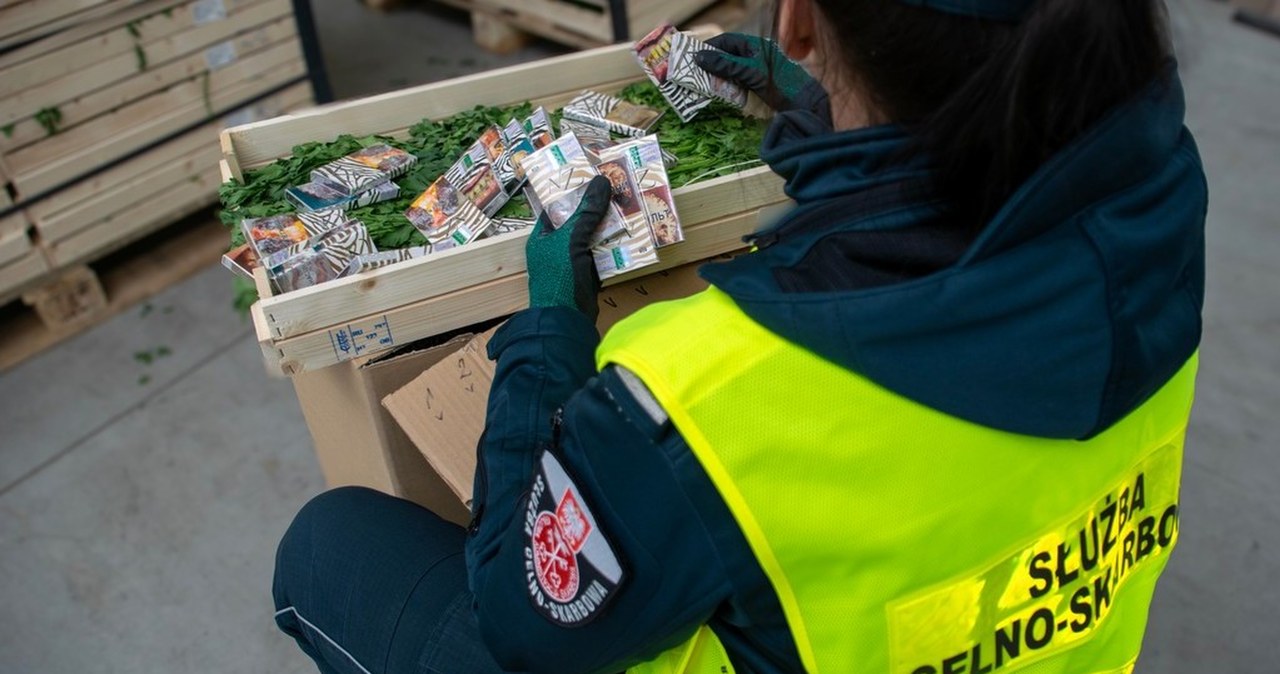 Papierosy ukryte w pietruszce. Służby udaremniły gigantyczny przemyt