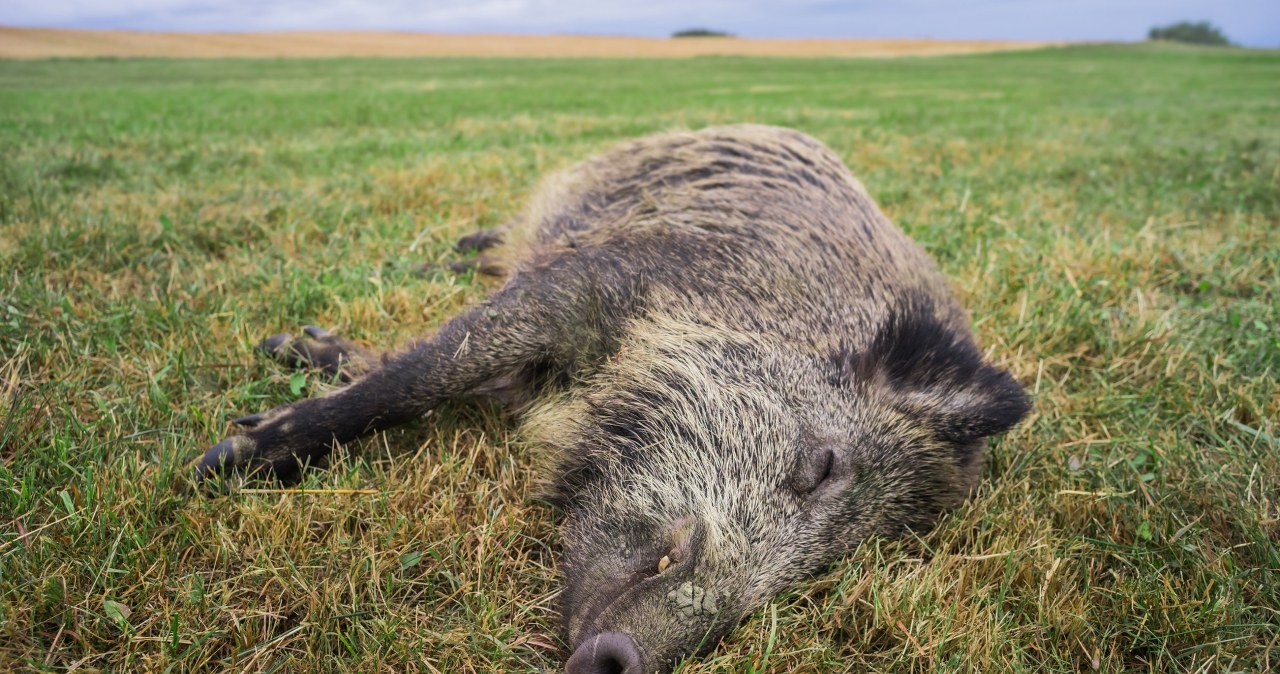 Łódzkie: Znaleziono kości kolejnego padłego dzika